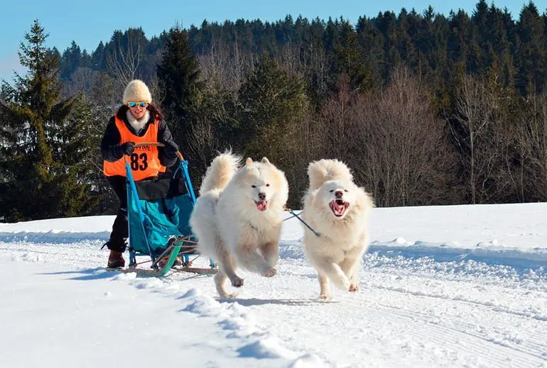 dos-perros-Samoyedo-tirando-de-un-trineo