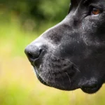 físico de un pitbull