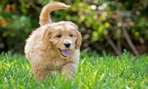 perro goldendoodle