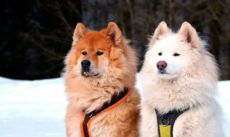 pareja-de-Samoyedos-en-la-nieve