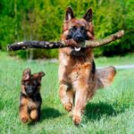 pastor alemán corriendo junto a cachorro