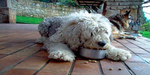 perro comiendo