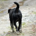 perro con extreñimiento cronico