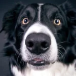 perro de frente
