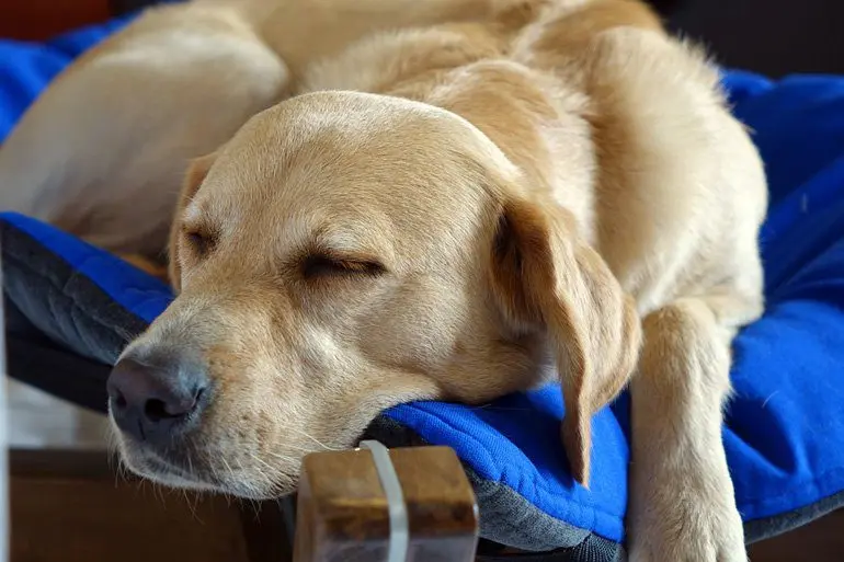 perro-durmiendo-sobre-cama-elevada