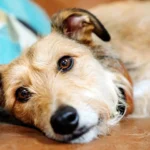 perro enfermo de parvovirus