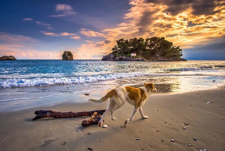 perro-paseando-por-la-orilla-de-la-playa