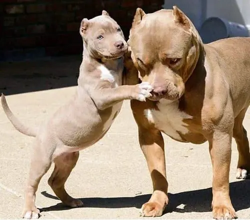 perro pitbull con su cachorro
