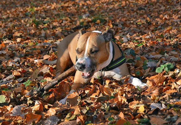 pitbull-jugando