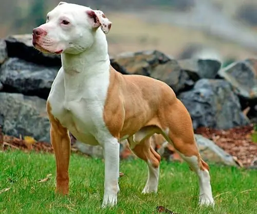 American Pitbull Terrier