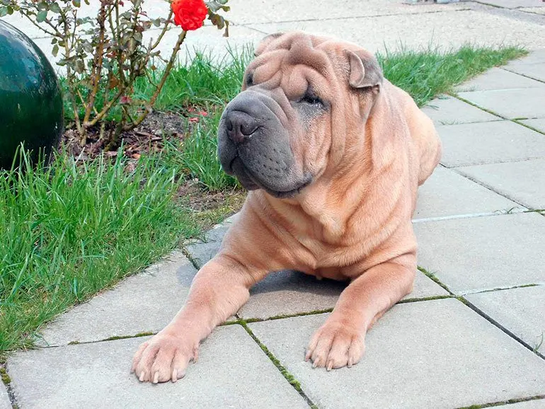 shar-pei