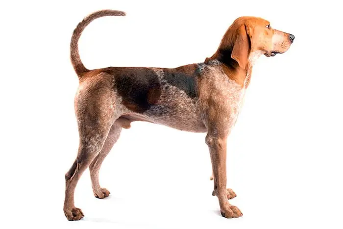 American-English-Coonhound