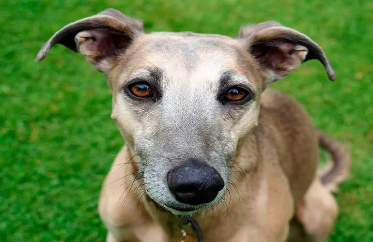 Greyhound