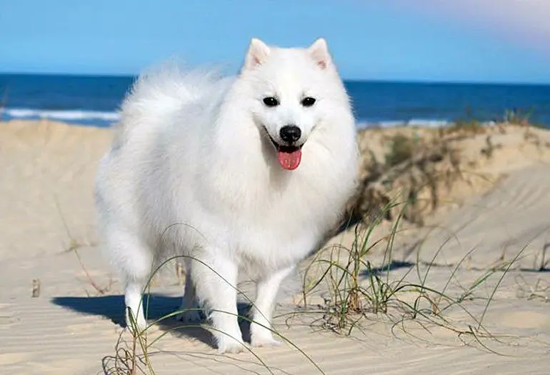 Spitz-japones