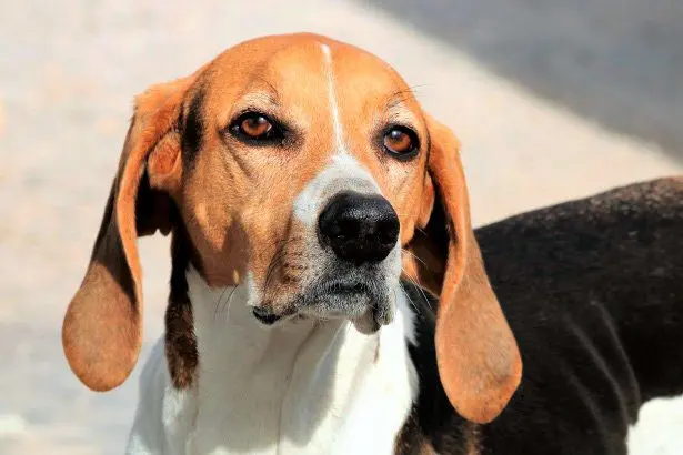 american-fox-hound