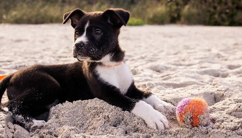 cachorro-que-ha-comido-arena