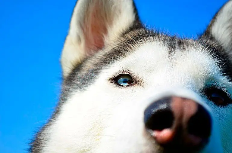 husky-siberiano-con-la-nariz-pelada