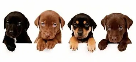 cachorros