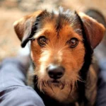 perro