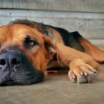 perro con Traqueobronquitis aguda