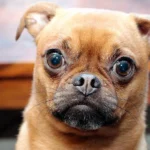 perro de ojos saltones