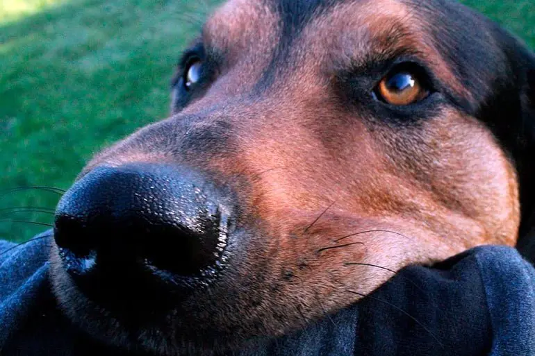 perro-esperando-para-morder
