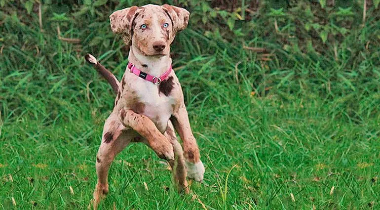 perro-leopardo-de-america
