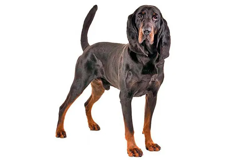 perro-sabueso-negro