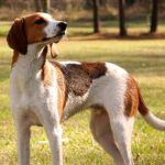 American English Coonhound