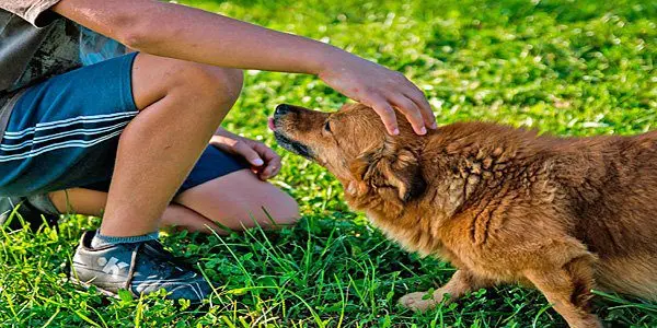 acariciando a un perro con orejas agachadas