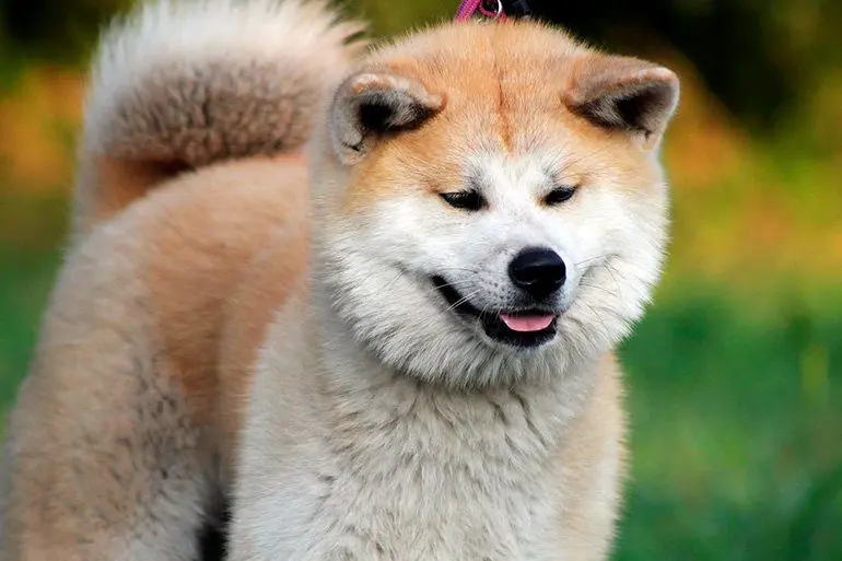akita