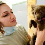 cachorro de perro en revisión veterinaria