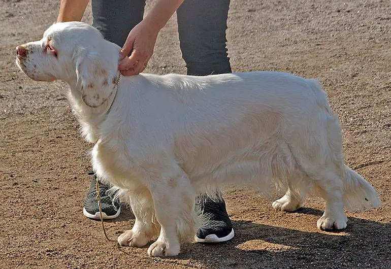 perro-Clumber_Spaniel