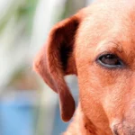 perro celoso
