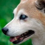 perro ciego