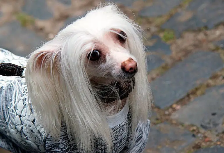 perro-con-el-pelo-largo-y-liso