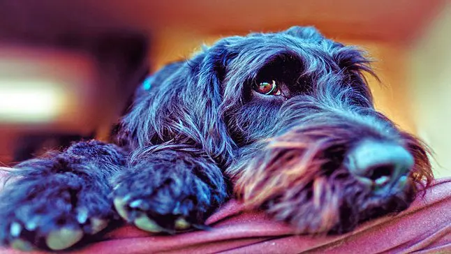perro pensando