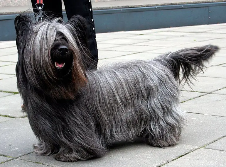 Skye-Terrier
