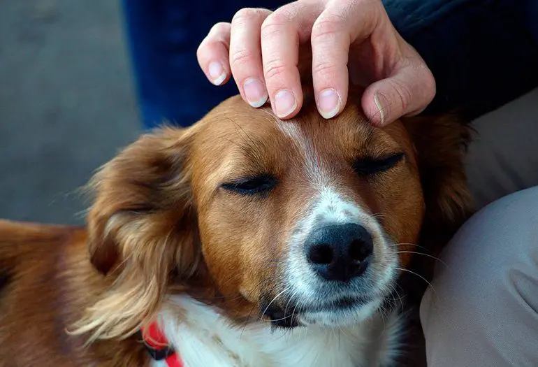 acariciando-un-perro-en-la-cabeza