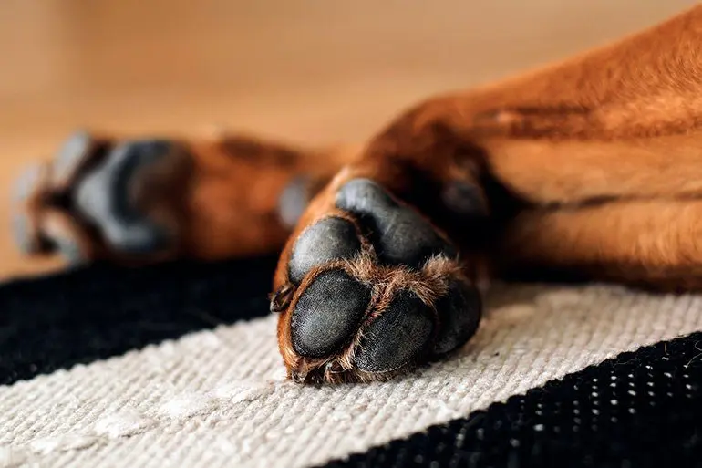 almohadillas-de-las-patas-de-un-perro