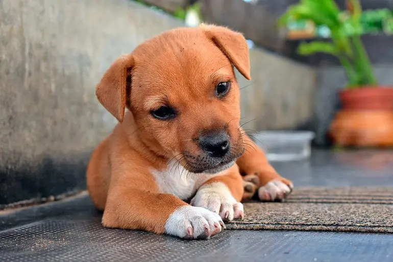 cachorrito-de-perro-tumbado-en-el-porche