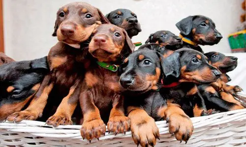 cachorros de pinscher cachorros de pinscher