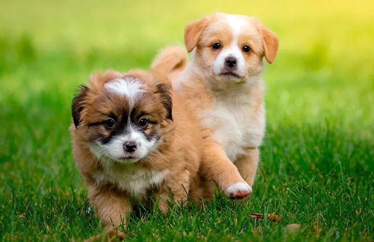 dos-cachorros-jugando-sobre-el-cesped