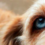 ojo de perro 1