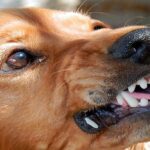 perro agresivo