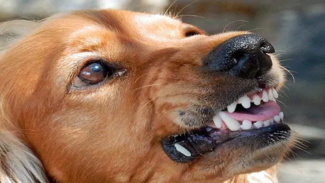 perro agresivo