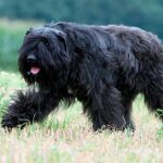 perro boyero de flandes 2