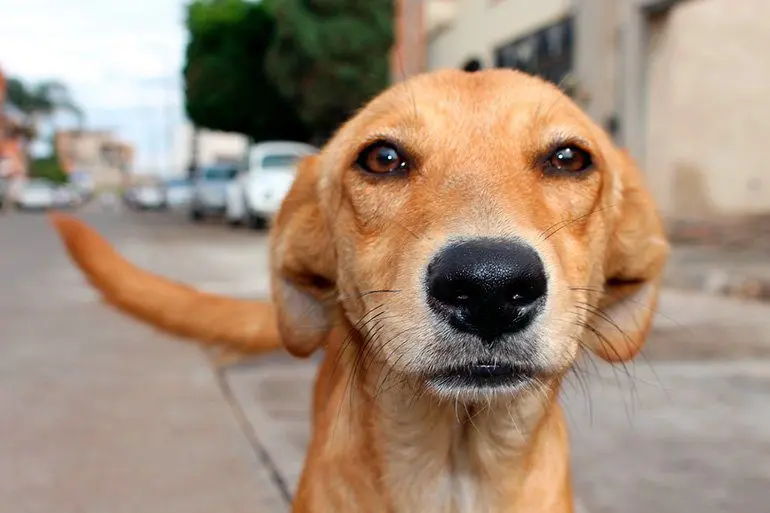 perro-callejero