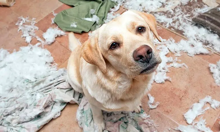 perro-con-cara-de-culpable-despues-de-romper-la-cama