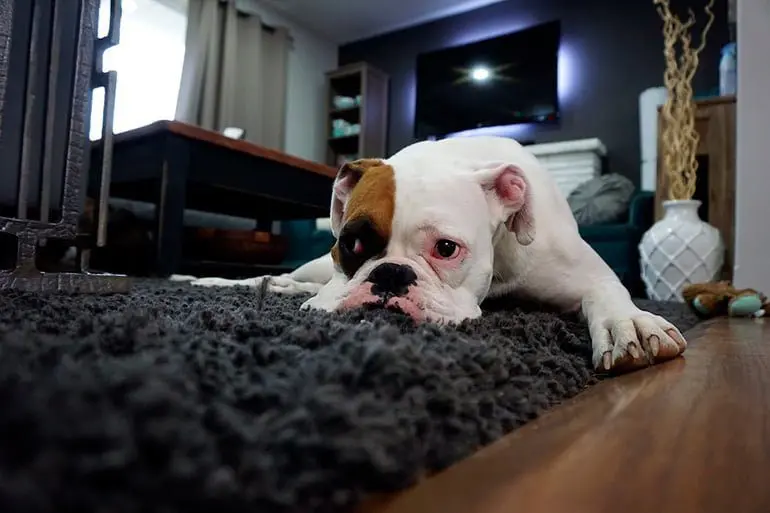 perro-desorientado-tras-un-ataque-de-epilepsia